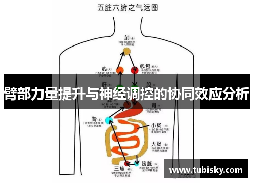 臂部力量提升与神经调控的协同效应分析